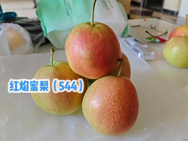 红焰蜜梨5-44 